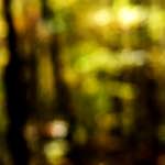 Image: First image from the photoset 'wood (xxiii)'.