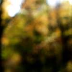 Image: Second image from the photoset 'wood (xxiii)'.