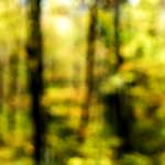 Image: Third image from the photoset 'wood (xxiii)'.