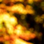 Image: Fourth image from the photoset 'wood (xxiii)'.