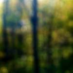 Image: Sixth image from the photoset 'wood (xxiii)'.