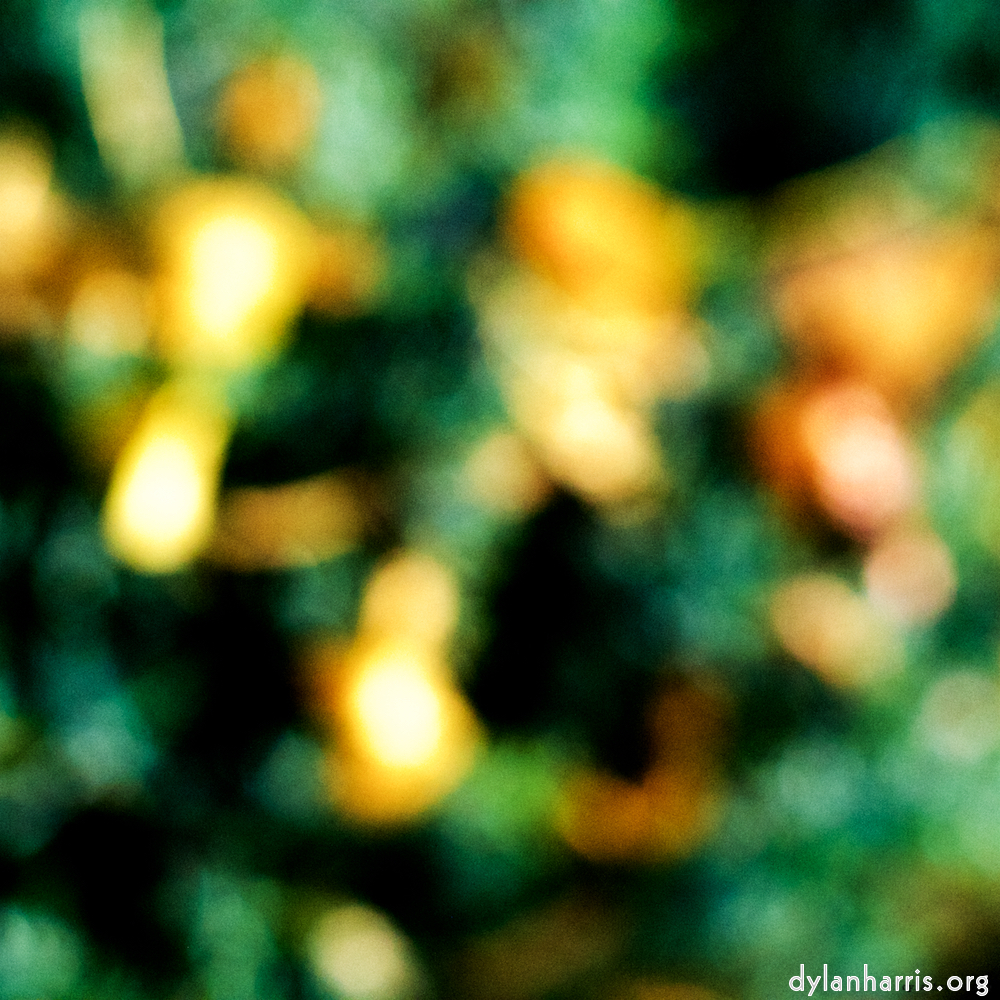 Image: Image 'wood (xxiv) 7'.