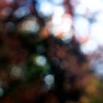 Image: Second image from the photoset 'wood (xxiv)'.