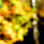 Image: Fifth image from the photoset 'wood (xxiv)'.