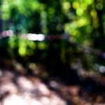 Image: Sixth image from the photoset 'wood (xxiv)'.