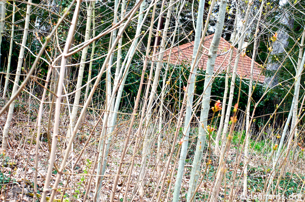 Image 'parc (i) 11'.