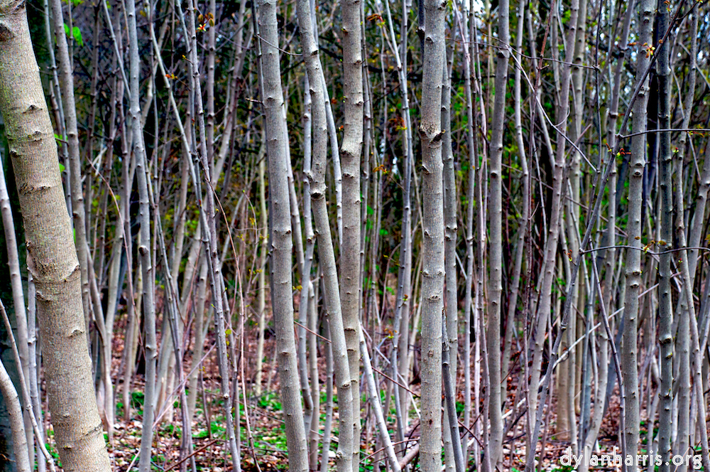 Image: Image 'parc (i) 2'.