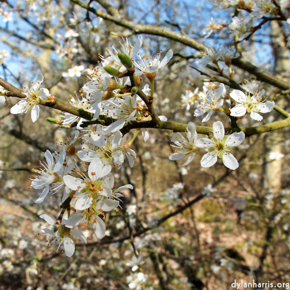 image: This is &lsquo;escher blummen (cxliii) 1&rsquo;.