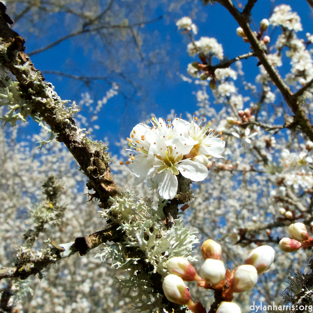 image: This is &lsquo;escher blummen (cxliii) 2&rsquo;.