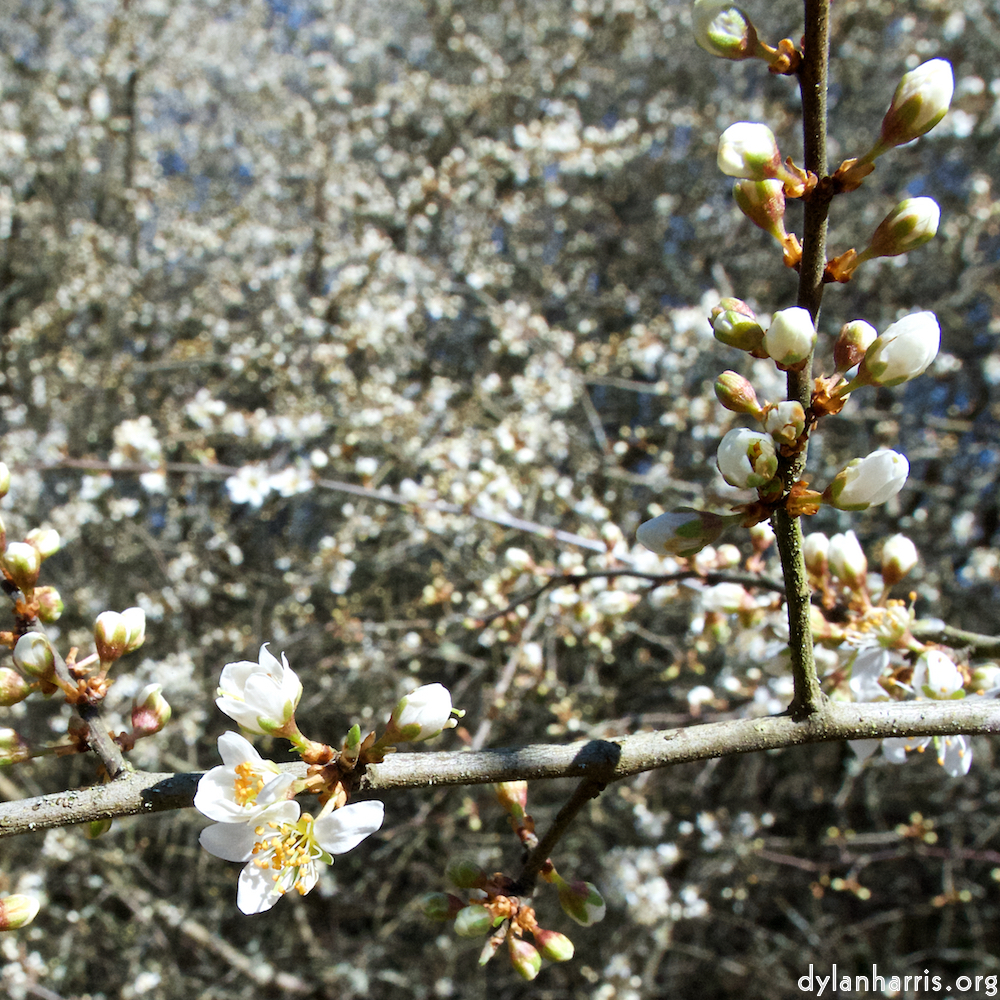 image: This is &lsquo;escher blummen (cxliii) 3&rsquo;.