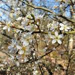 image: Image from the photoset &lsquo;escher blummen (cxliii)&rsquo;.