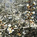 image: Image from the photoset &lsquo;escher blummen (cxliii)&rsquo;.