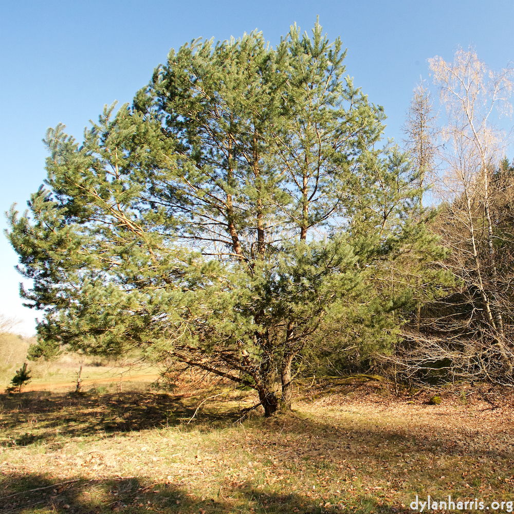 image: Image 'terres rouges (xiii) 4'