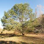 image: Image from the photoset &lsquo;terres rouges (xiii)&rsquo;.