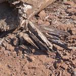 image: Image from the photoset &lsquo;terres rouges (xiv)&rsquo;.