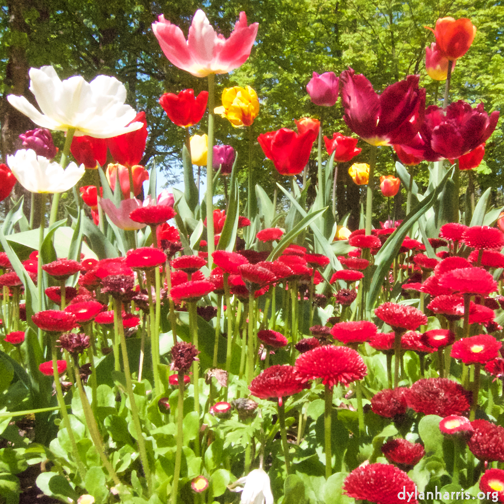 image: This is &lsquo;escher blummen (iii) 1&rsquo;.