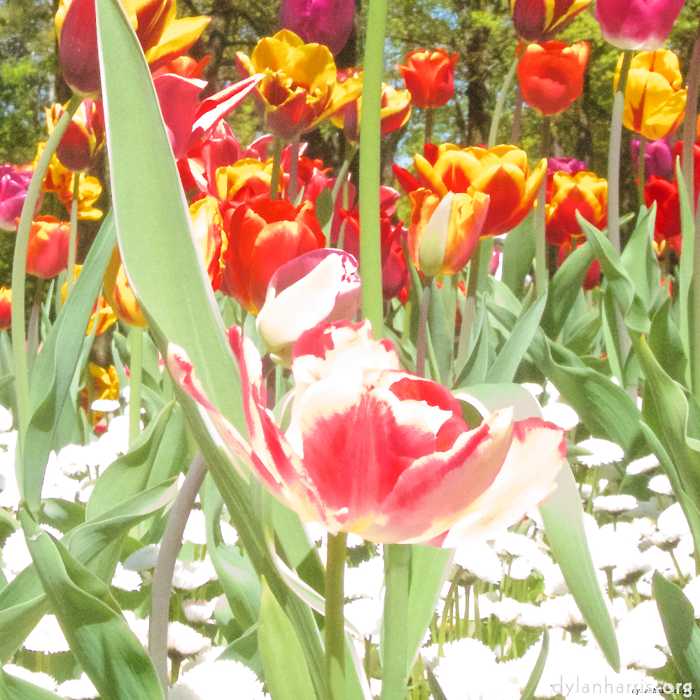 image: This is &lsquo;escher blummen (iii) 3&rsquo;.