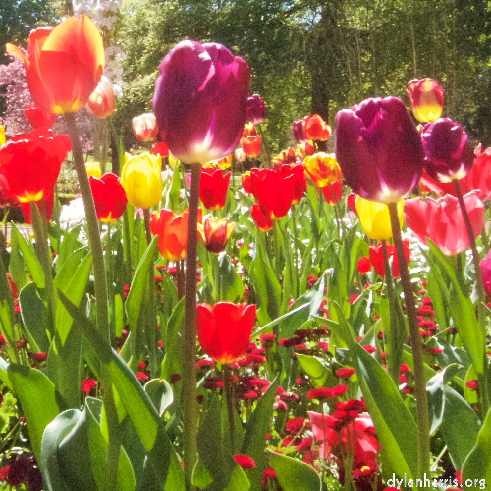 image: This is &lsquo;escher blummen (iii) 5&rsquo;.