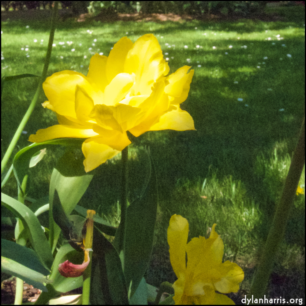 image: This is &lsquo;escher blummen (iii) 6&rsquo;.