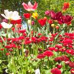 image: Image from the photoset &lsquo;escher blummen (iii)&rsquo;.