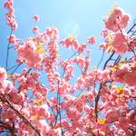 image: Image from the photoset &lsquo;escher blummen (iii)&rsquo;.