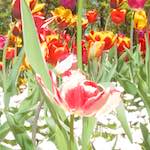 image: Image from the photoset &lsquo;escher blummen (iii)&rsquo;.