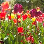 image: Image from the photoset &lsquo;escher blummen (iii)&rsquo;.