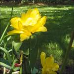 image: Image from the photoset &lsquo;escher blummen (iii)&rsquo;.