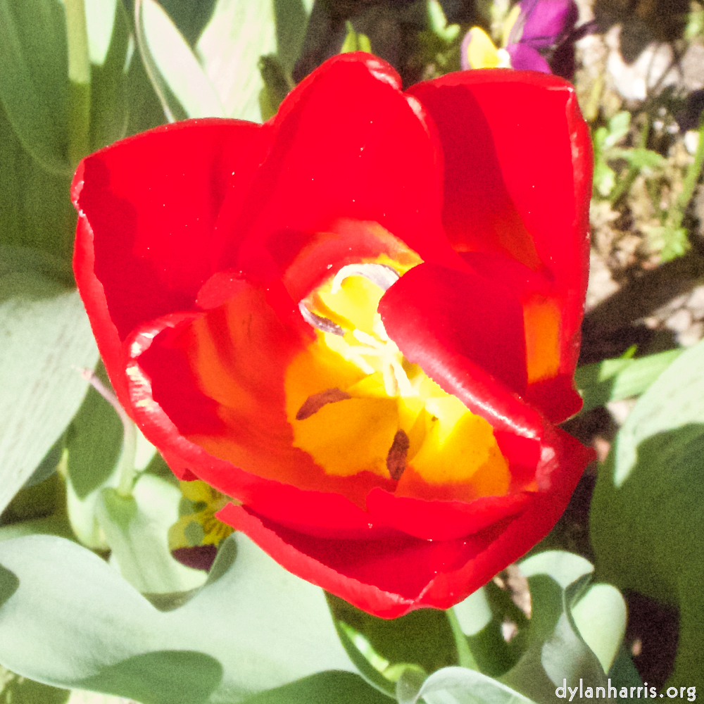 Image 'flower (iv) 4'.