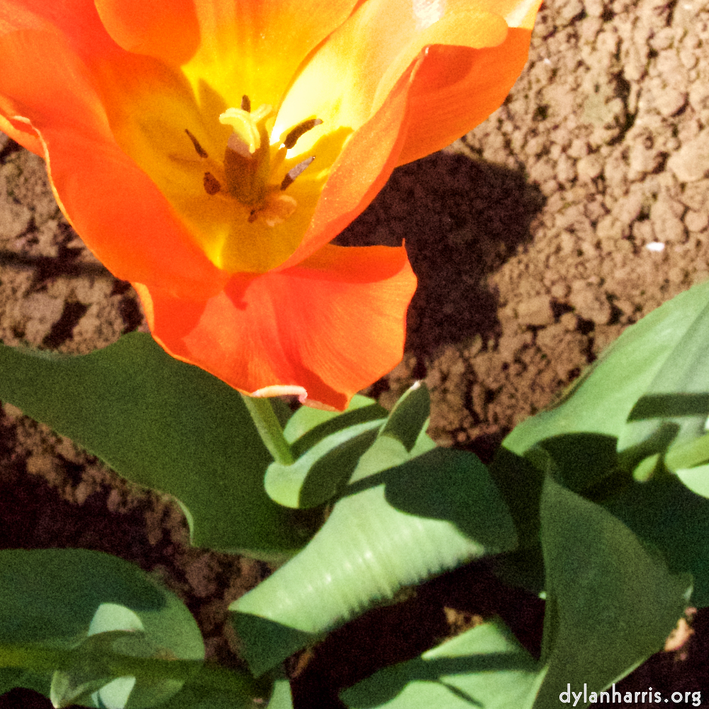 Image 'flower (v) 6'.