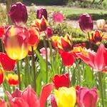 First image from the photoset 'flower (iv)'.