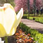 Second image from the photoset 'flower (iv)'.