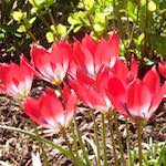 Third image from the photoset 'flower (iv)'.