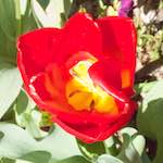 Fourth image from the photoset 'flower (iv)'.