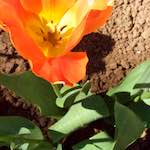 Sixth image from the photoset 'flower (v)'.