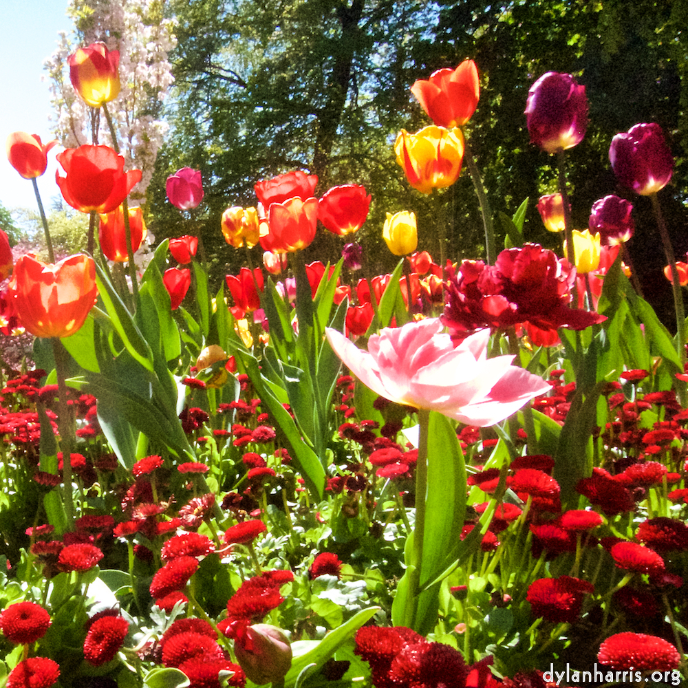 Image 'flower (v) 1'.