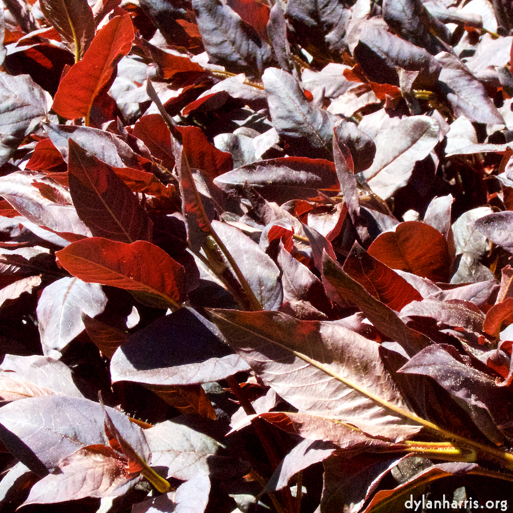 Image 'flower (v) 2'.