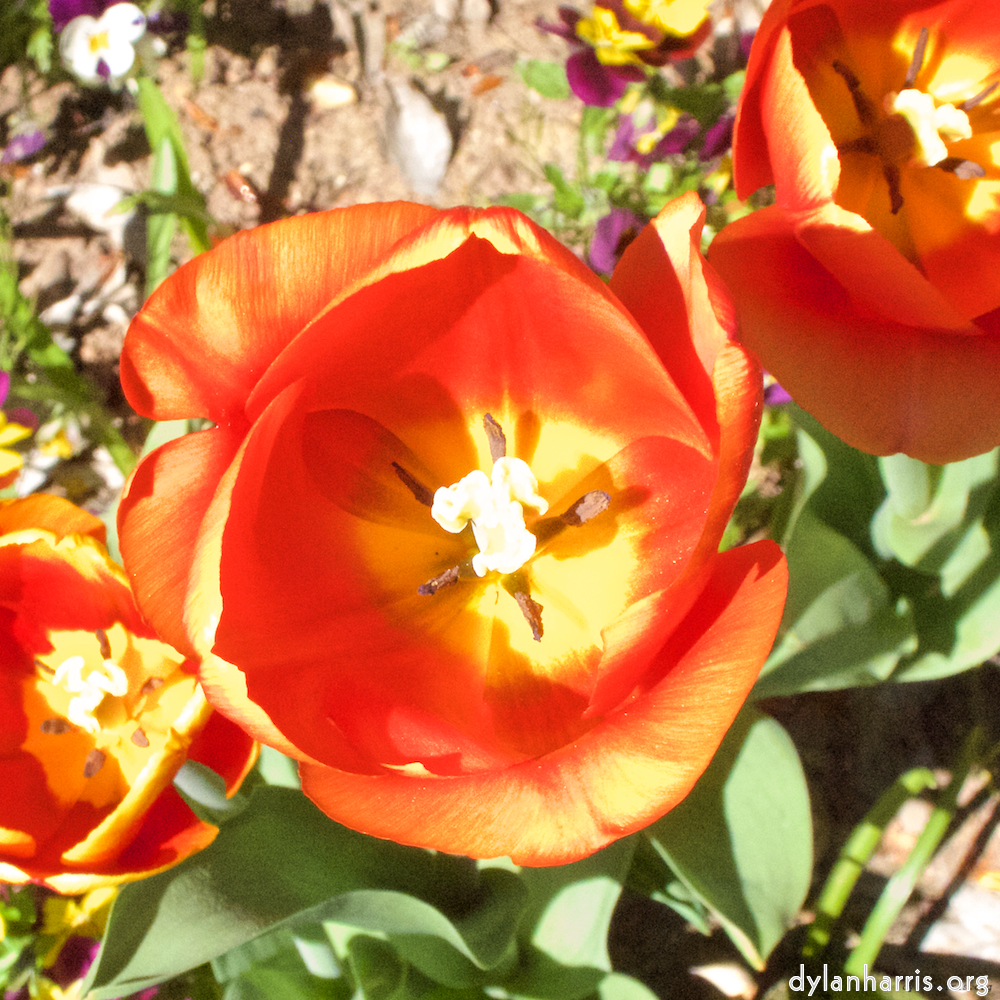 Image 'flower (v) 3'.