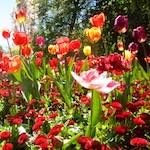 First image from the photoset 'flower (v)'.