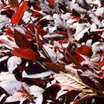 Second image from the photoset 'flower (v)'.