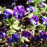 Fourth image from the photoset 'flower (v)'.