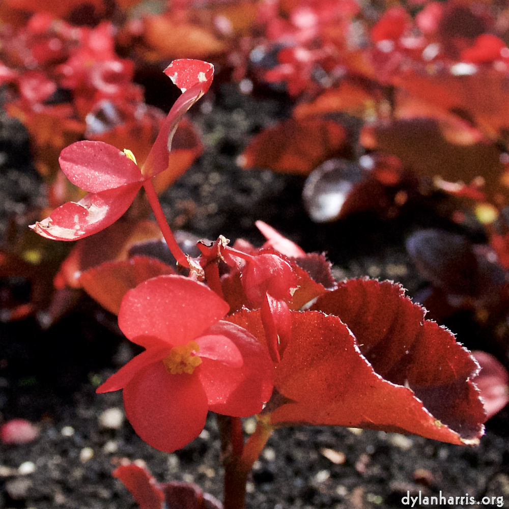 Image: Image 'escher blummen (lxi) 1'.