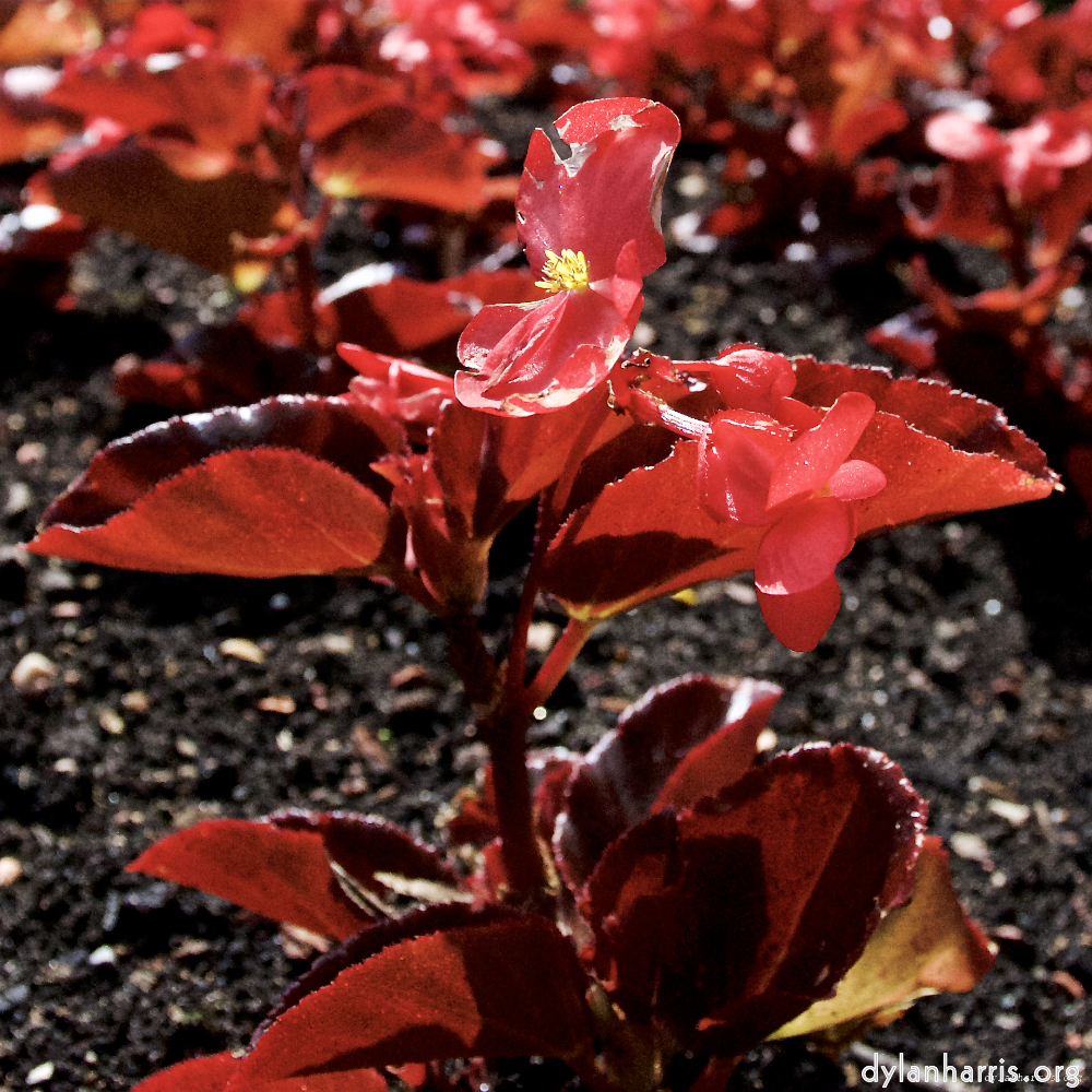 Image: Image 'escher blummen (lxi) 2'.