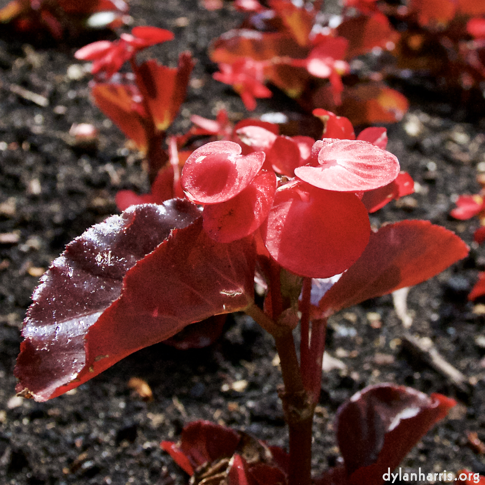 Image: Image 'escher blummen (lxi) 4'.