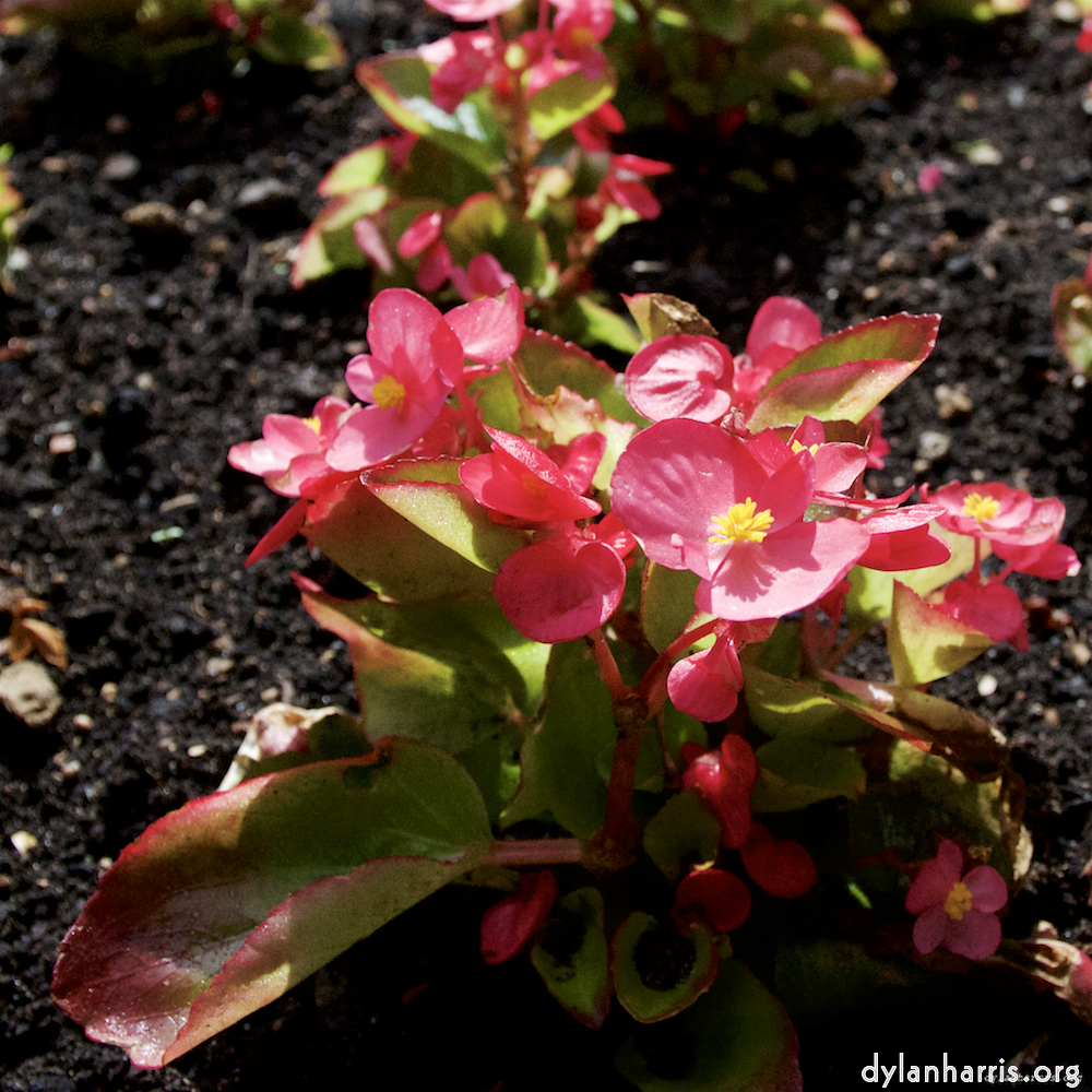 image: Voici &lsquo;fleurs&nbsp;d&rsquo;esch (lxi) 6&rsquo;.