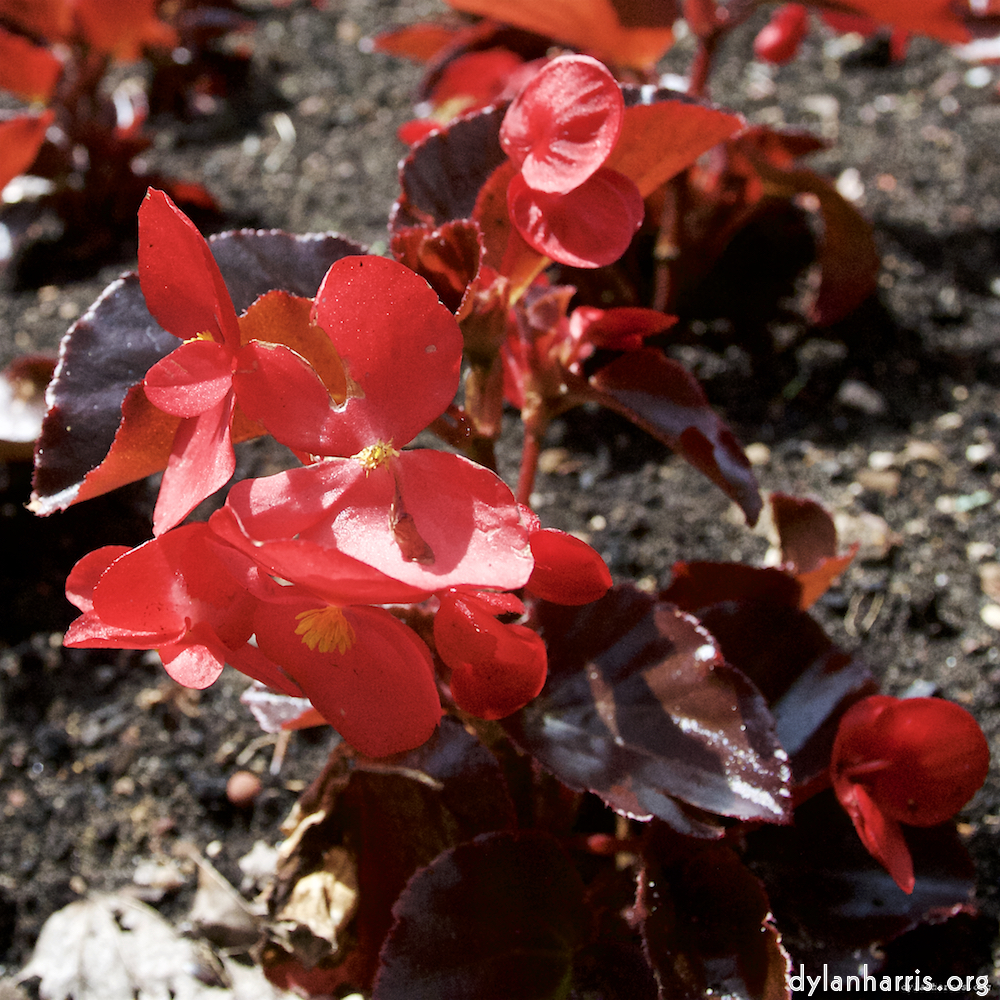 Image: Image 'escher blummen (lxi) 8'.