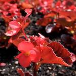 Image: First image from the photoset 'escher blummen (lxi)'.