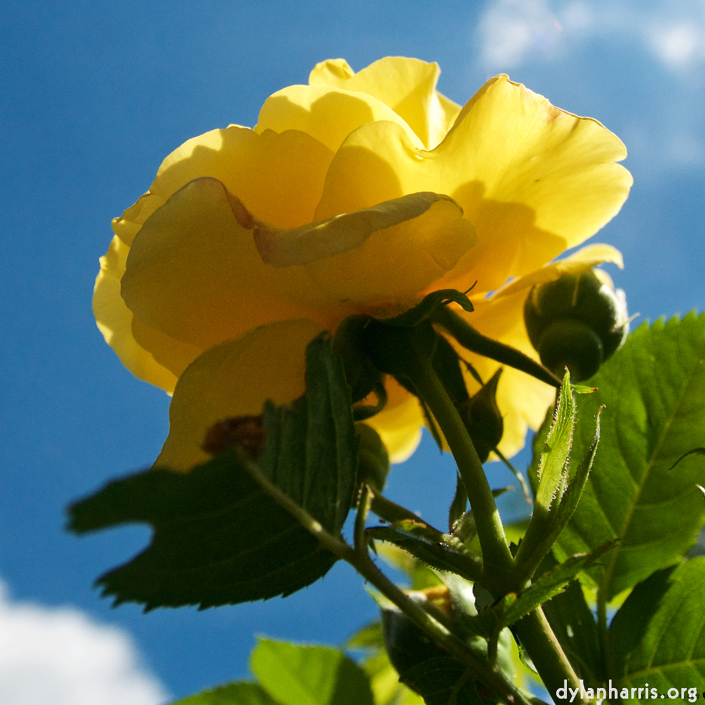 Image: Image 'escher blummen (lxii) 5'.