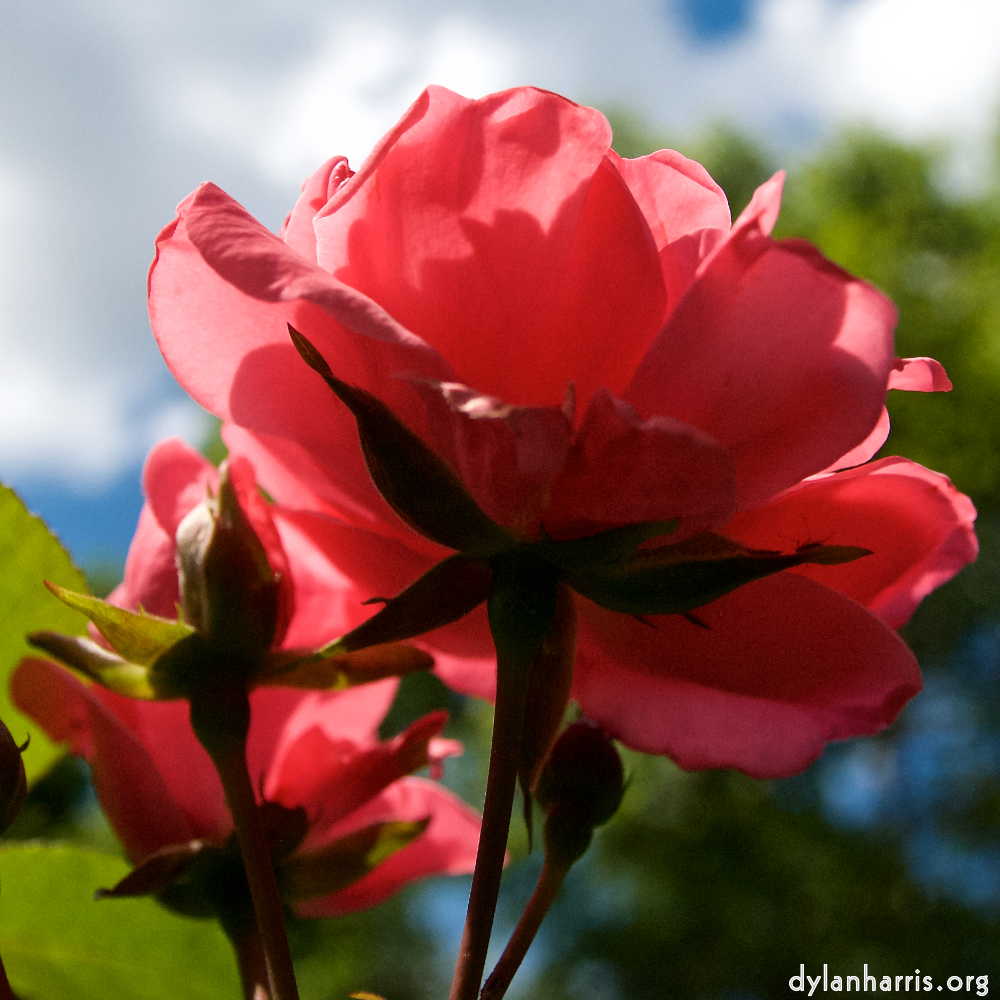 Image: Image 'escher blummen (lxii) 7'.