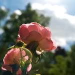 Image: Fourth image from the photoset 'escher blummen (lxii)'.